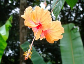 上海花卉艺展与黔西南草本花卉养殖基地的美丽邂逅上海花草种植基地