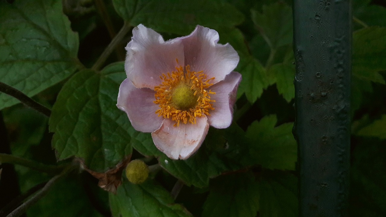 雨锦花卉，河北花卉大棚的魅力与批发市场河北花卉基地批发  第1张